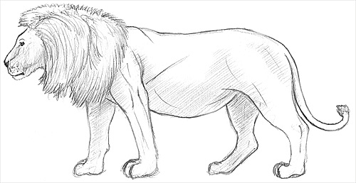 How to Draw a Lion